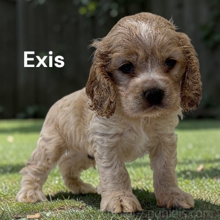 puppy, for, sale, Cocker Spaniel, Joe & Cherri  Overlease, dog, breeder, Miller, MO, dog-breeder, puppy-for-sale, forsale, nearby, find, puppyfind, locator, puppylocator, aca